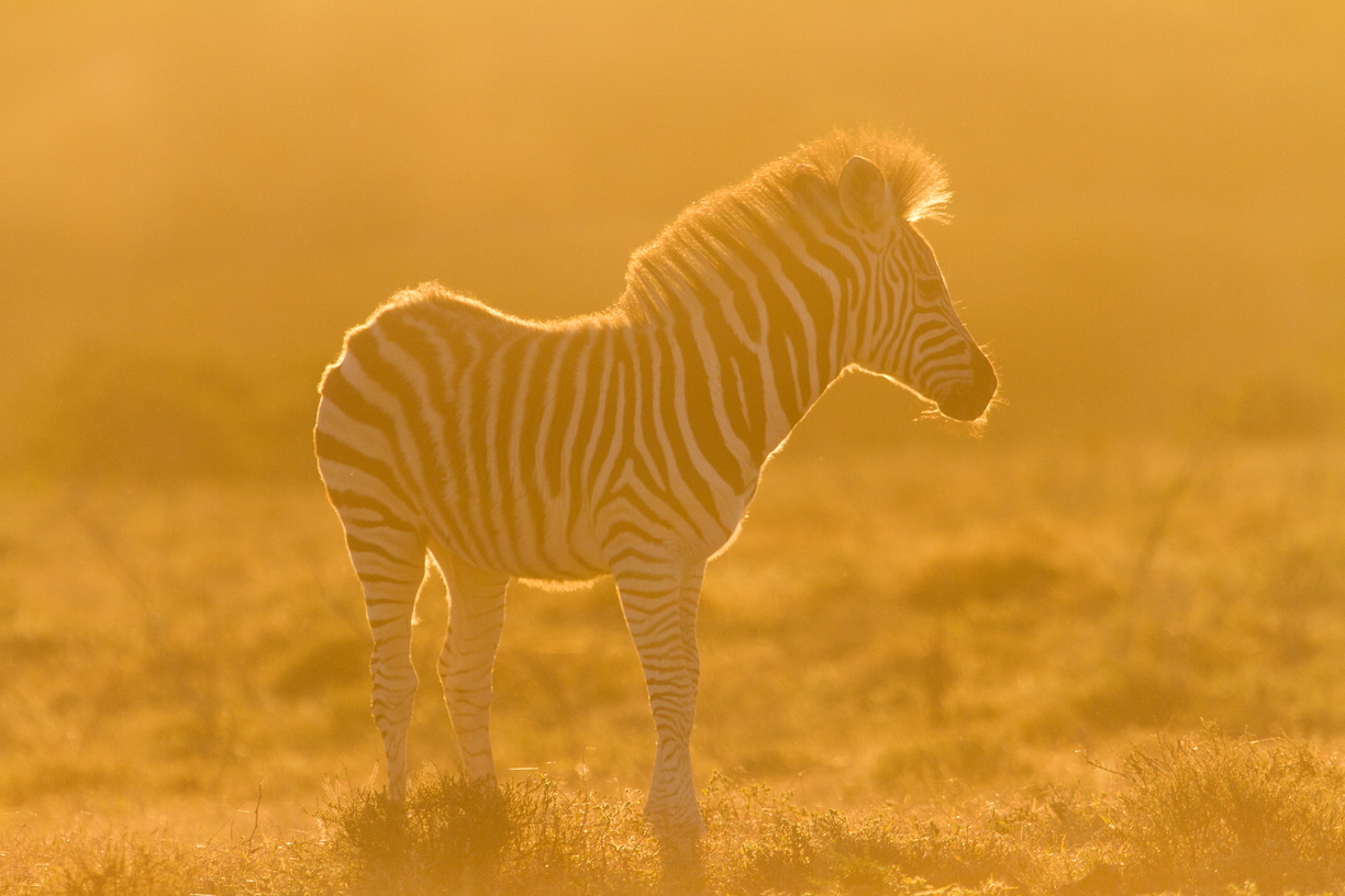 An hour before sunset the plains of Africa are bathed in a glorious golden light