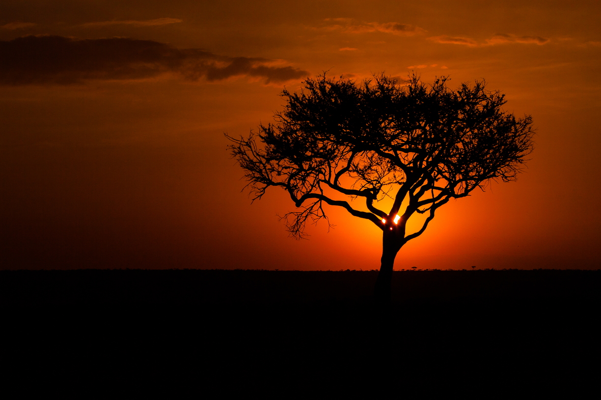 Location: Olare Orok Conservancy, Maasai Mara, KenyaDescription: The dawn of another day in Kenya's Maasai Mara