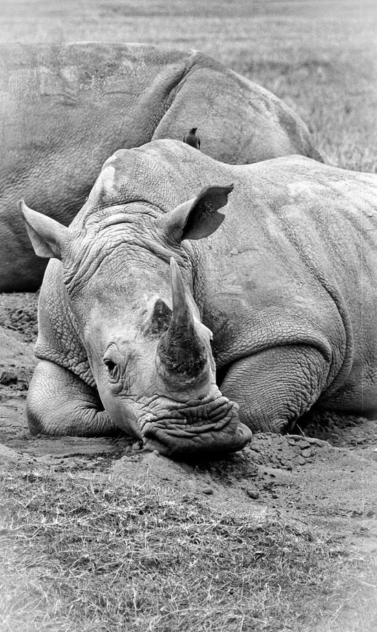 A white rhino is very unimpressed with our company. Taken using a Canon film SLR in Kenya 2004.