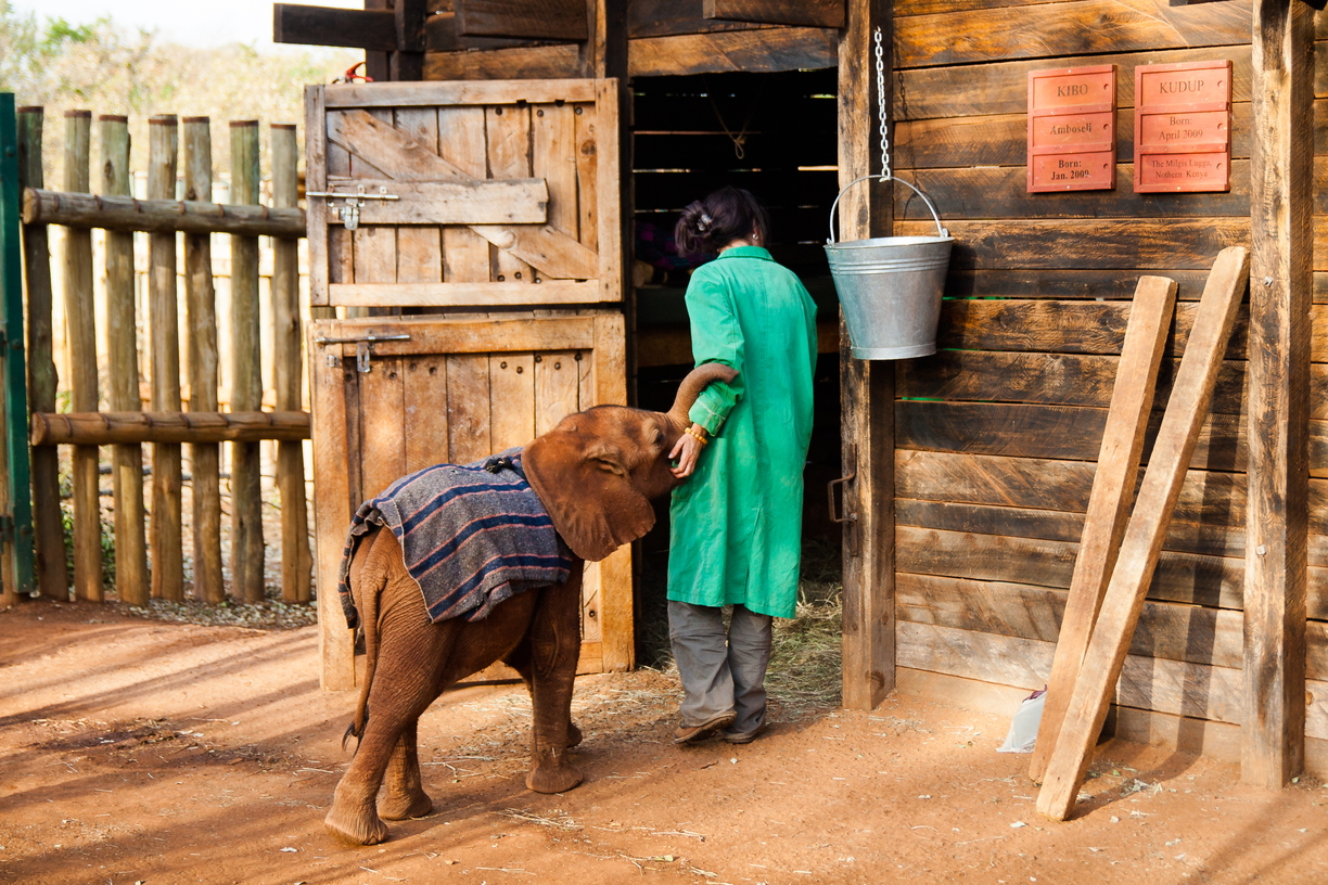 Elephants are one of nature’s greatest, but most gentle giants. As humans we show an incredible lack of respect to these great mammals, failing to recognise their majesty and grace. Poachers, drought and man-made boundaries are threatening the lives of these amazing creatures.It’s heartbreaking to think how some people can stand in front of these giants, stare past the long beautiful eyelashes into their tiny glassy eyes and think of them nothing more than a trophy that’s there for the taking. Through trips to Kenya, I’ve had the incredible experience of spending time with elephants both in the wild and at the David Sheldrick Wildlife Trust's Nairobi orphanage.  It’s impossible for your heart not to break as your orphaned elephant grabs your finger with his trunk and looks into your eyes with a trust he’s only just beginning to understand.  You cannot fail to shed a tear as you witness a new orphan being brought into the orphanage, scared, shaking and crying.