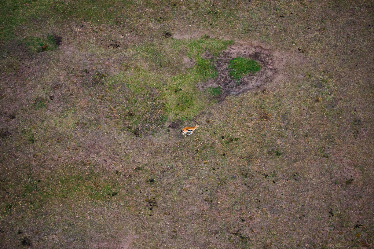 Scientific name: Aepyceros melampusLocation: The Maasai Mara National Reserve, KenyaDescription: A dawn hot air balloon ride offered a unique perspective on smaller African wildlife. Here I captured a male Impala, running across the grasslands. Hanging as far out of the balloon as I could, I tracked the Impala as it bounded over the grasslands. Notes: From a hot air balloon at sunrise