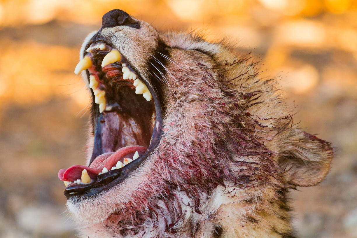 A cheetah yawns after feasting on an wildebeest carcass