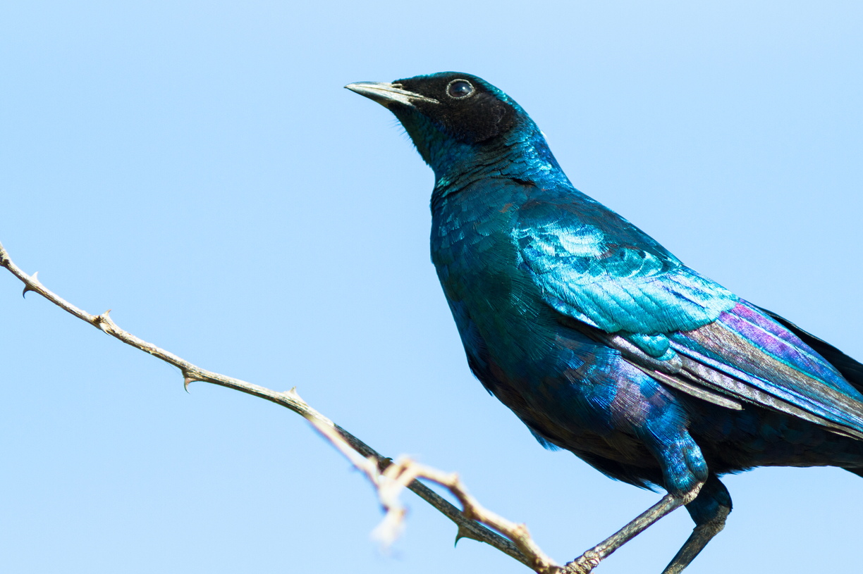 Wanderers explore the bay at Sydkap, eastern Greenland, surrounded by vibrant tundra vegetation.