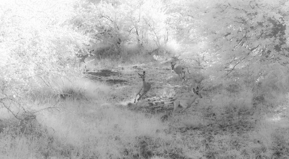 Impala enjoy a friday night in the South African bush