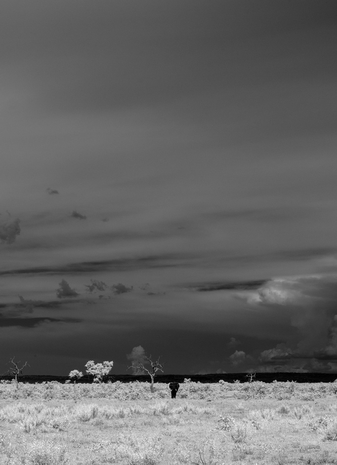 A herd of elephant disappear amongst the tall trees and vast skies in the Tsavo National Park, Kenya.