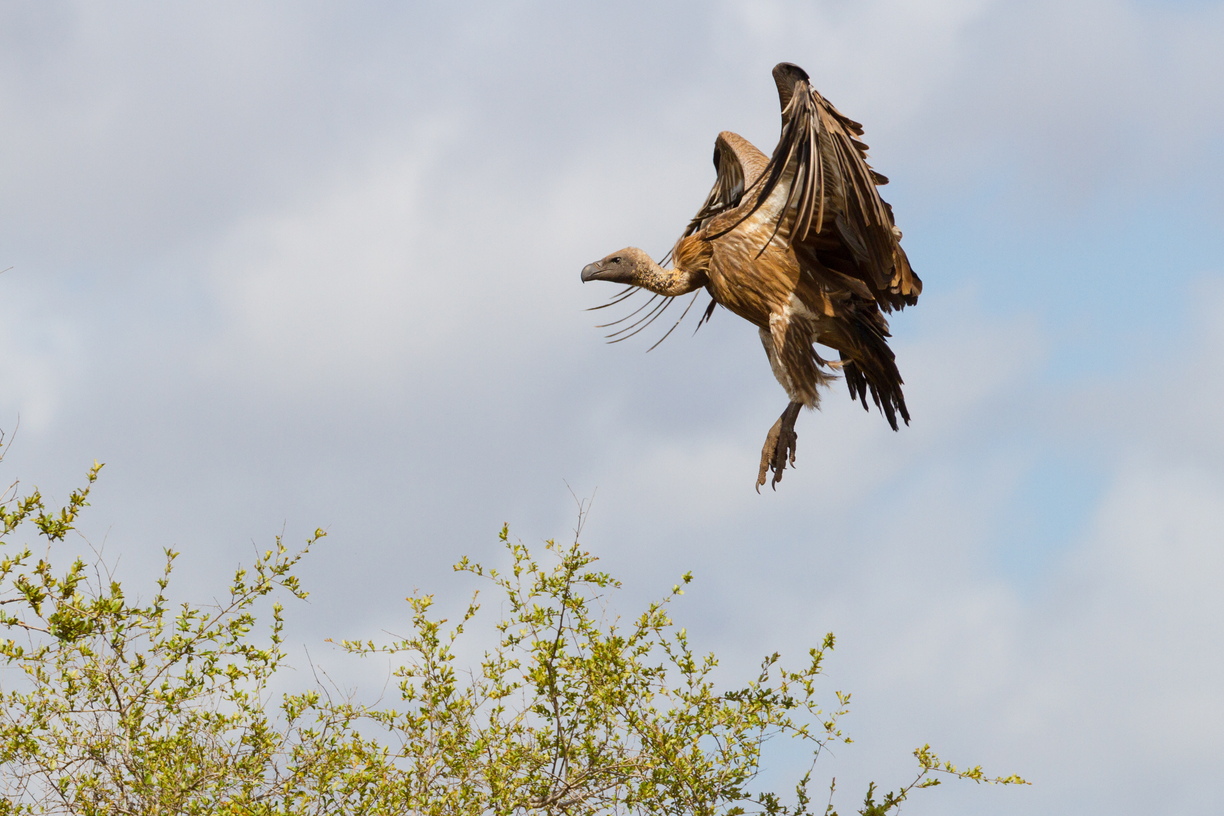 A Cape Vulture chooses a prime position from which to wait for breakfast.