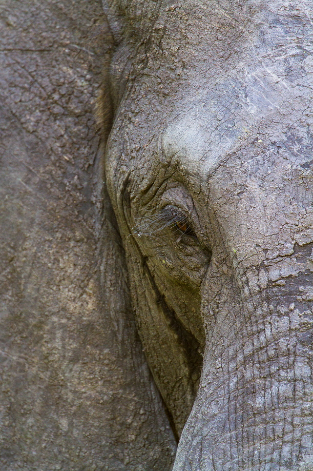 Up Close And Personal