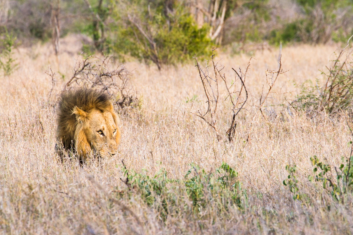 A lion stalks beneath the brush in Kruger National Park.