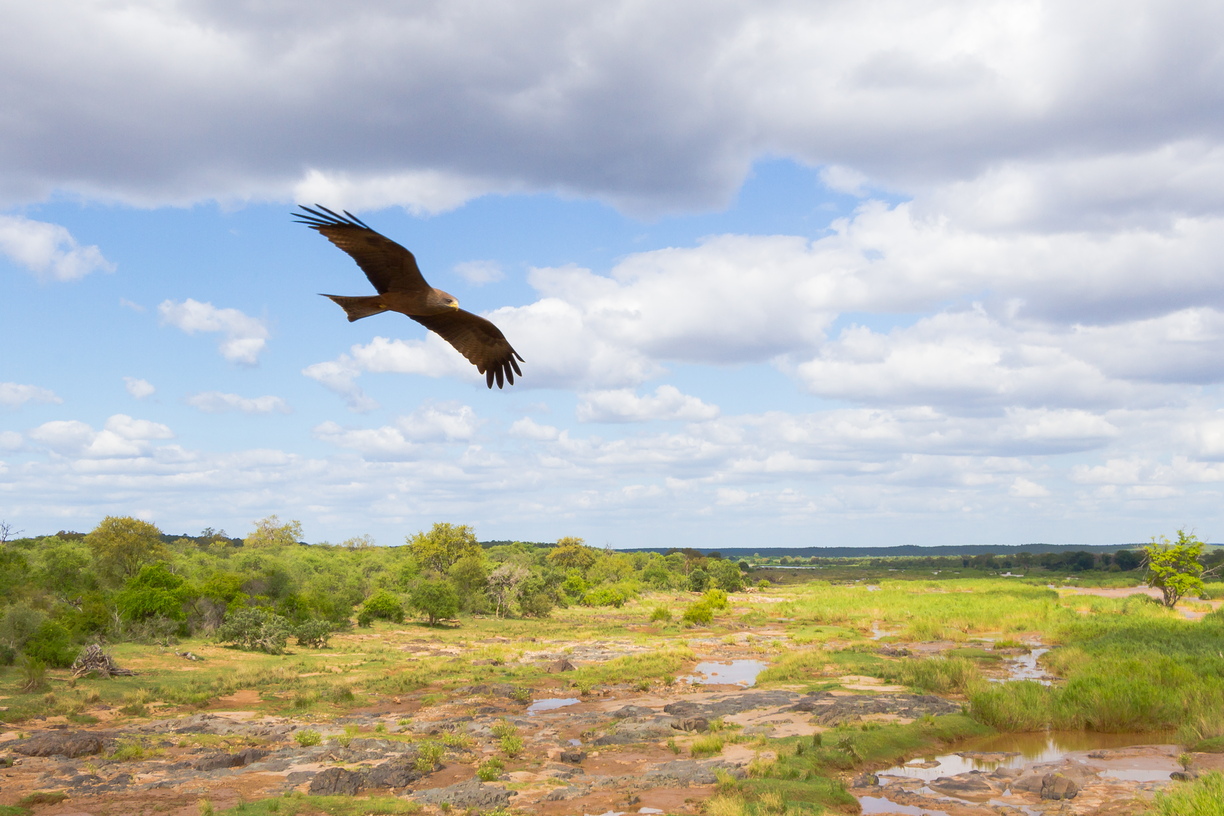 A tawny eagle (I think?) soars over the Kruger landscape below, near Olifants.