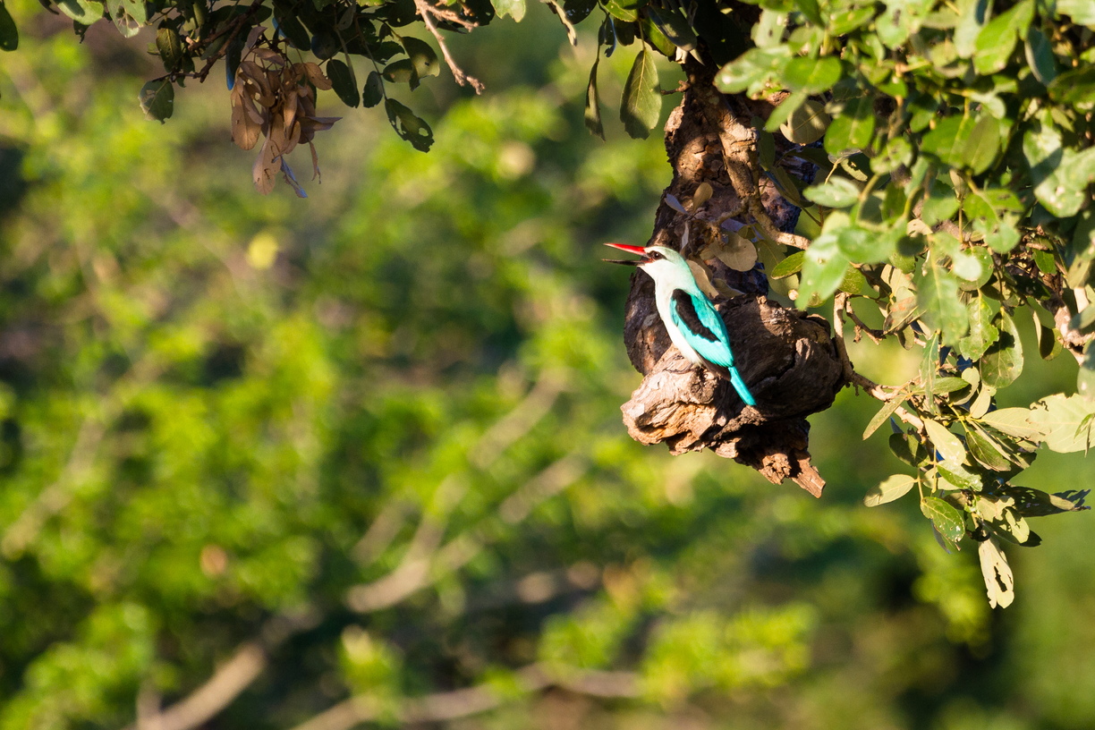 Chip-chrrrrrrrrrrrrr