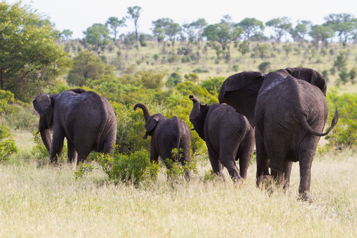 A group of triumphant African elephant wander away, trunks swinging, from the watering hole in Kruger Nationanl Park.