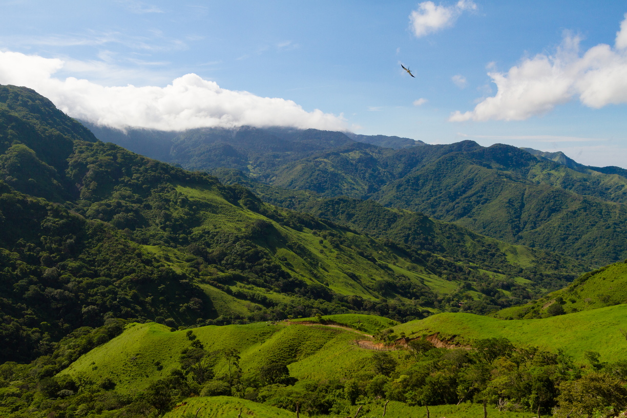 A swallow-tailed kite soars above the landscape of Costa Rica