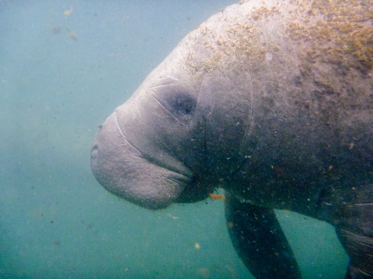 Manatee in Florida's Crystal River.