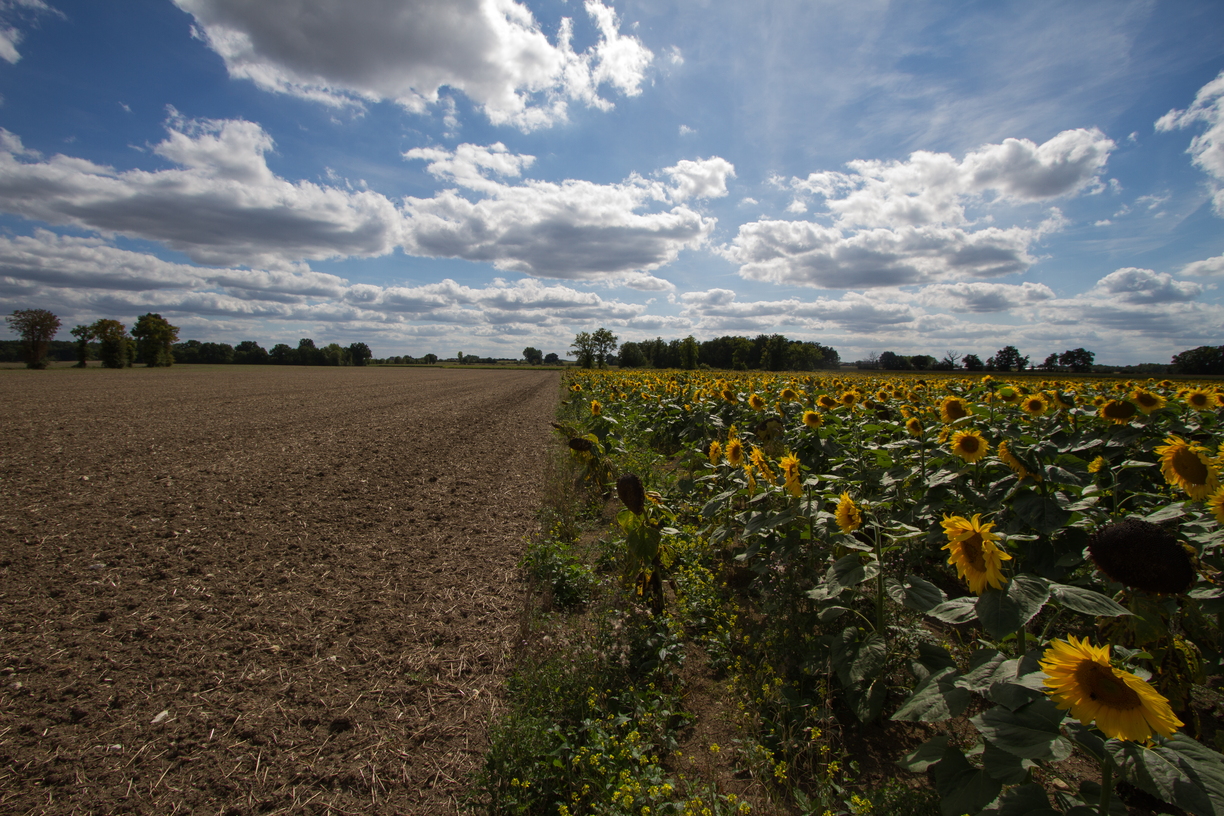 Sunflowers look out over a vacant field