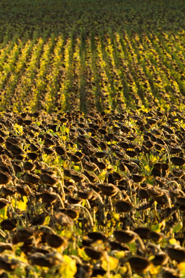 Rows of sunflowers in the Loire Valley, France