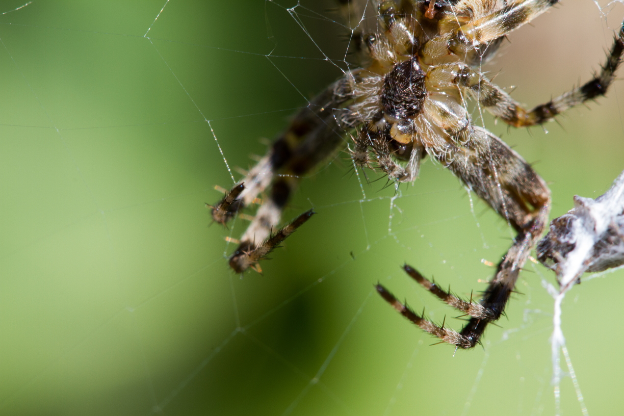 A spider conceals his eyes