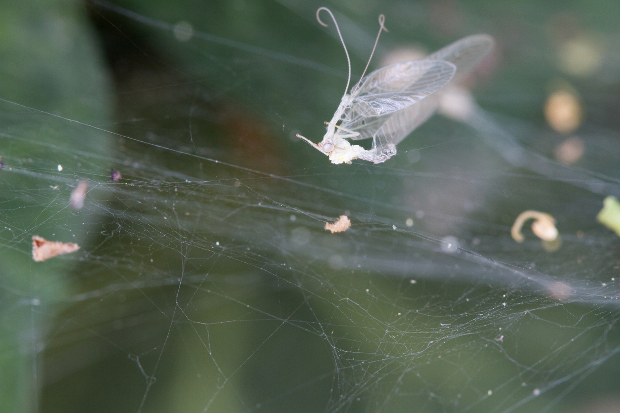 The skeleton of an insect atop a spider's web