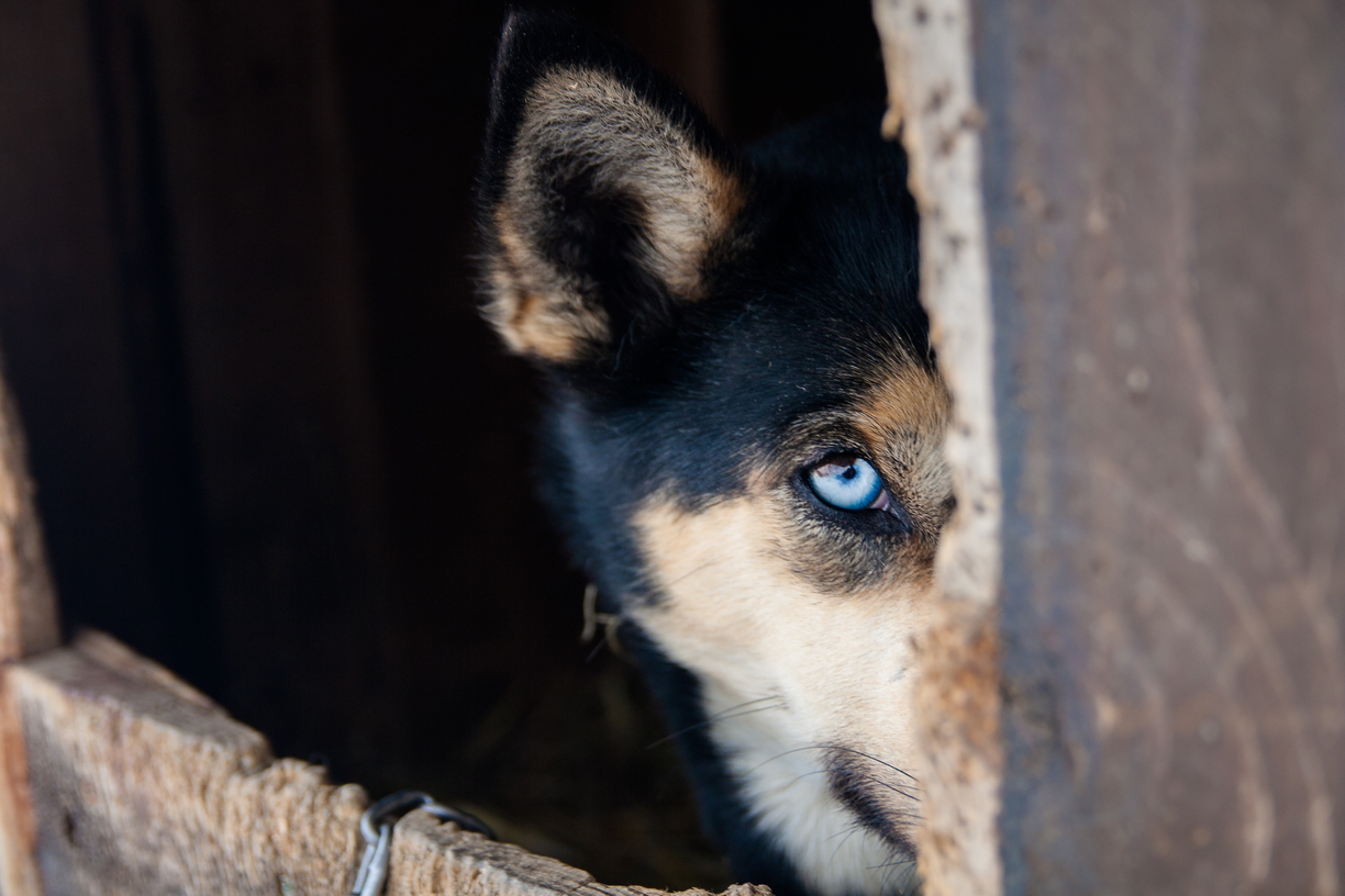 Photo & Video Sharing by SmugMug