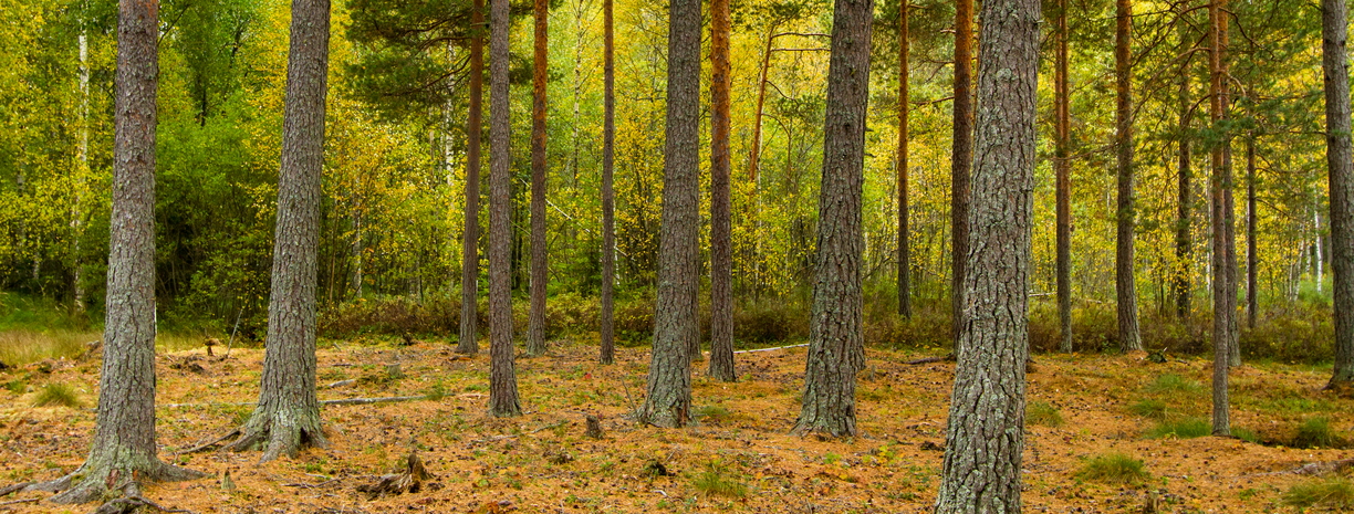 Nothing/something hides in the undergrowth in woods in Sweden.