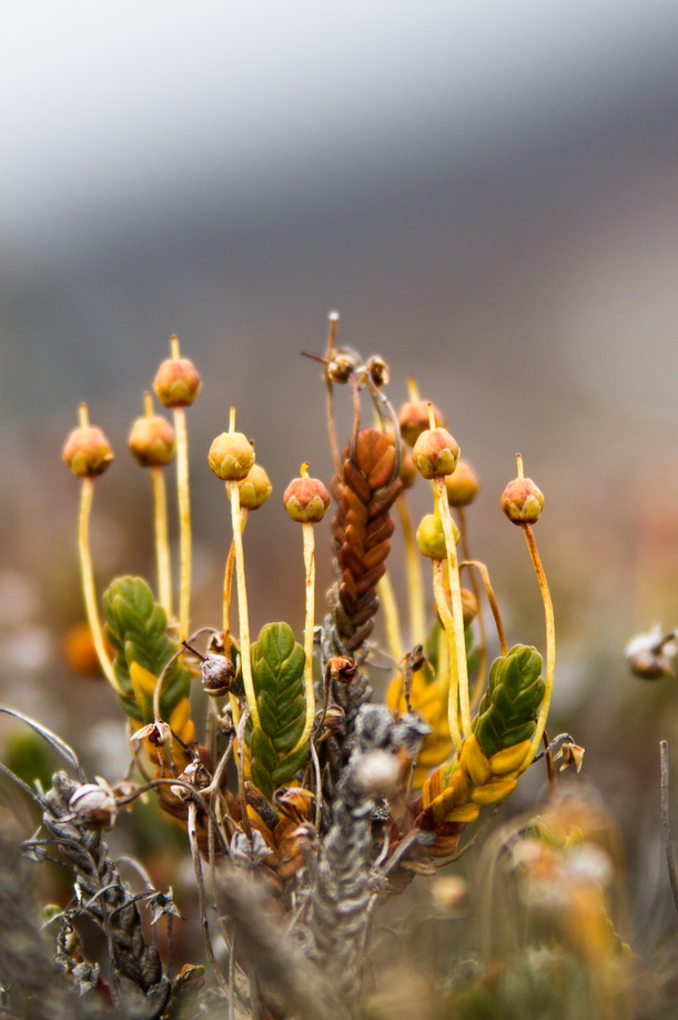 Small plants stretch up to the fading winter Arctic light in Alpefjord, Greenland
