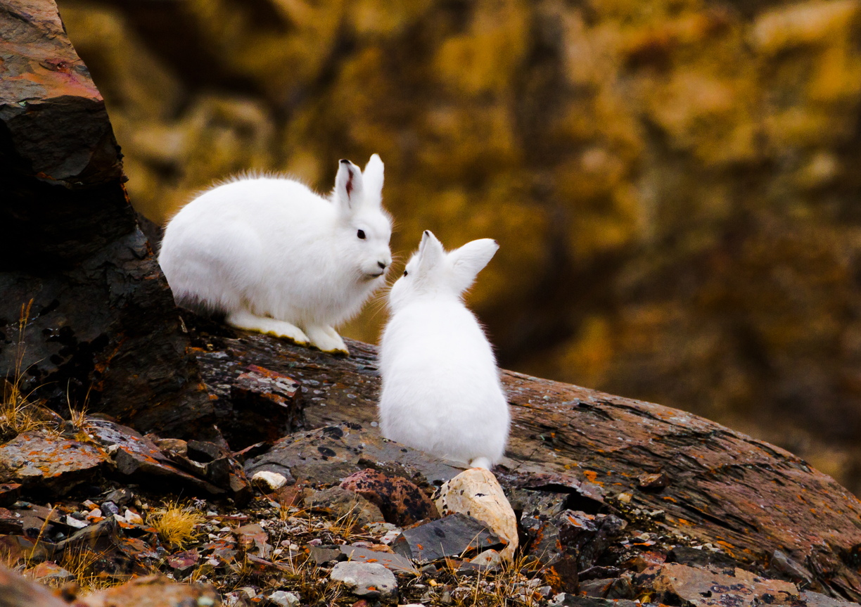 Leaving the group behind, I took the path less travelled and embraced an opportunity to explore the rocky hillsides of Blomsterbukten in Greenland. I literally stumbled upon this couple of Arctic Hares. Immediately alerted to my presence, yet not familiar with human presence, they froze in anticipation. I immediately sunk to my knees and waited....and waited. With time they became more habituated to my presence and started to interact with each other once more. I sought this opportunity to frame what appears to be a stolen moment for this couple of hares.