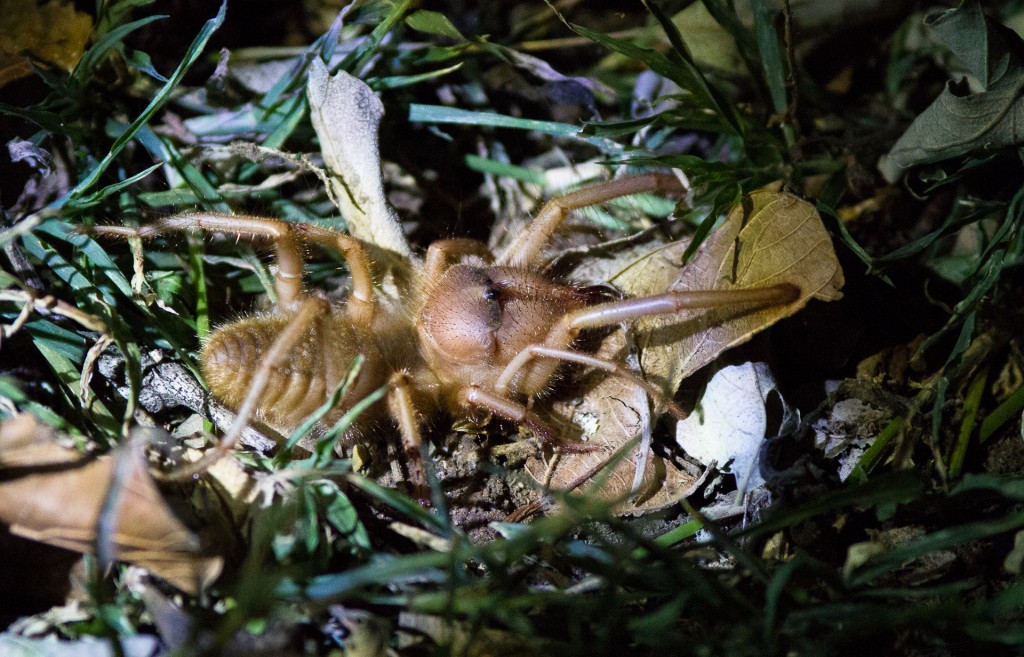 A freaky wee beastie