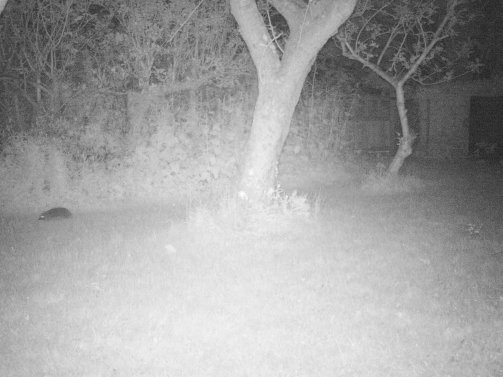Hedgehog